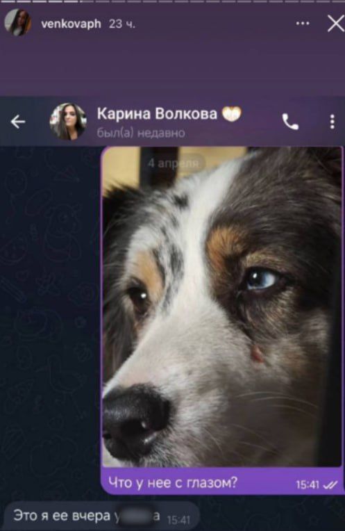 Клиенты подмосковной передержки для собак пожаловались на жестокое обращение с животными Клиенты подмосковной передержки для собак пожаловались на жестокое обращение с животными