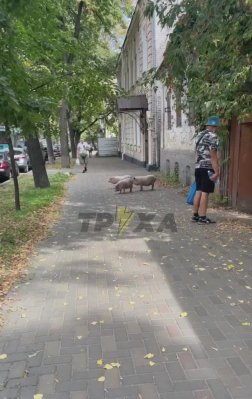 #украина_под_микроскопом: В Сумах кто-то превратил наряд ТЦК в свиней, а те по привычке продолжают бегать по улицам города, думая, кого бы еще мобилизовать