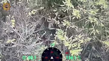 Апти Алаудинов: Подавление опорного пункта противника