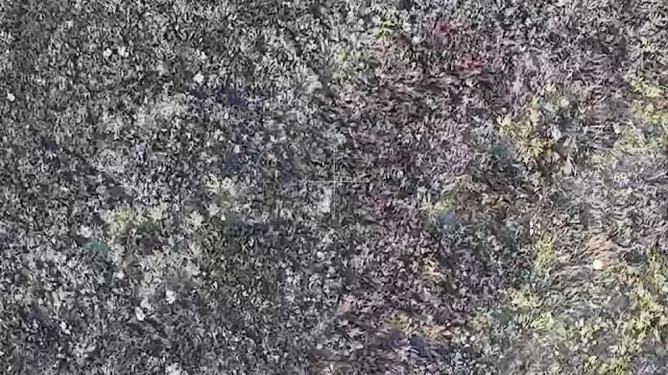 Сергей Зенин: Кадры объективного контроля уничтожения нескольких БпЛА ВСУ в воздухе операторами FPV-дронов войск беспилотных систем в зоне проведения СВО в Сумской области