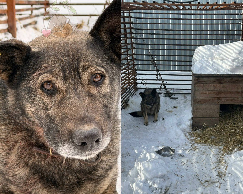 «Сегодня уже курицу с рук съела»