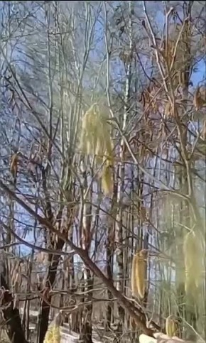 Юлия Витязева: Лучше бы «орешник» расцвел уже в Сумах и Харькове