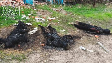 Кадры 18+: ужасы войны, или вновь опознание лишь по ДНК